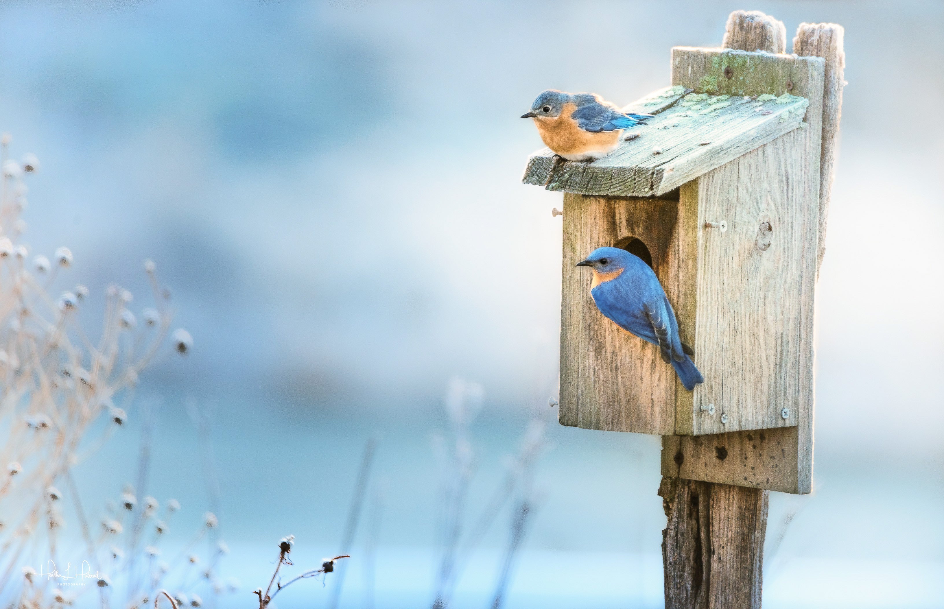 Song of a Bluebird - February 2026  Nature's Palette Extras